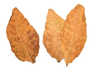 Premium tobacco leaf